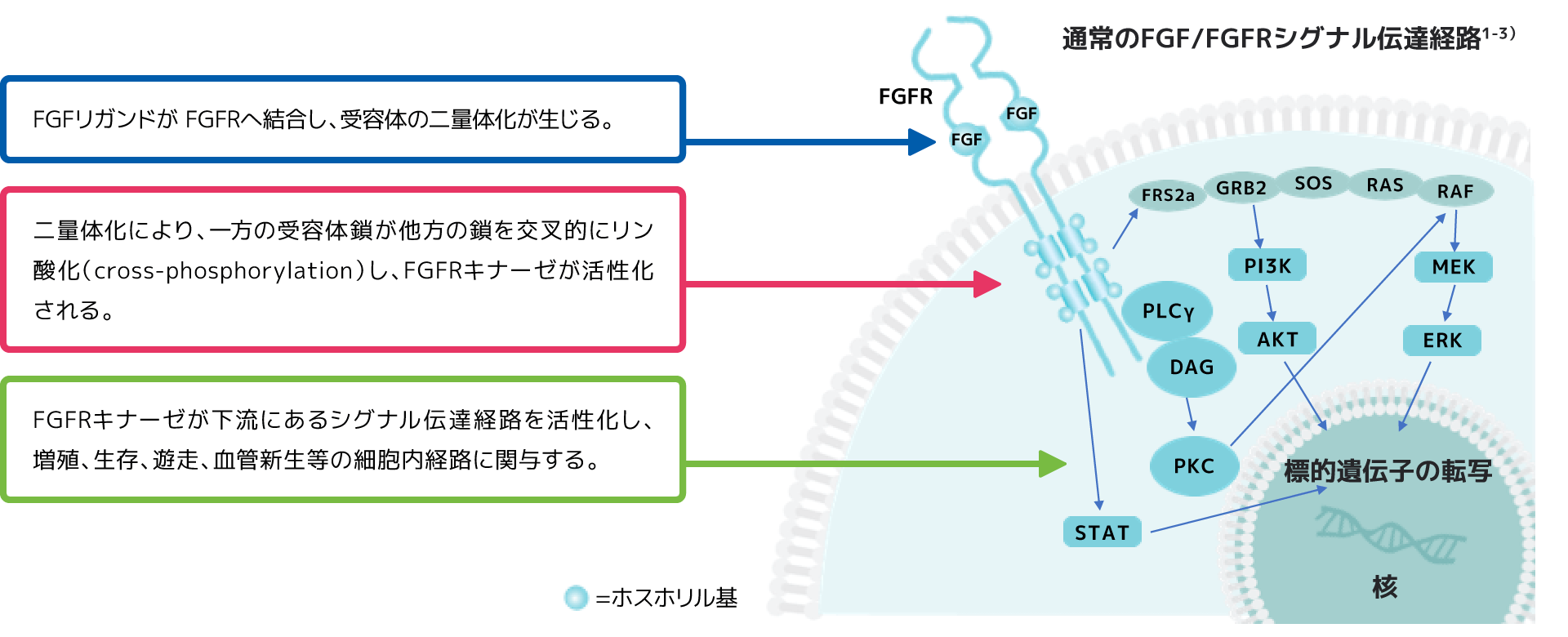 図:FGF/FGFRシグナル伝達経路