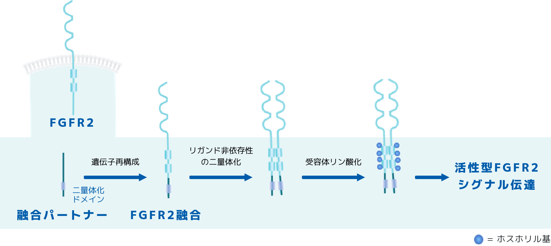図:FGFR2融合遺伝子によるシグナル伝達経路の活性化
