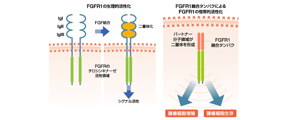図:FGFR1融合遺伝子によるシグナル伝達経路の活性化