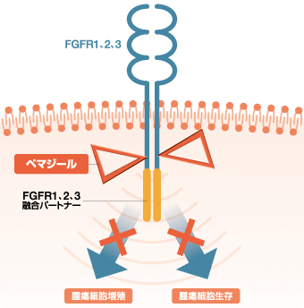 作用機序